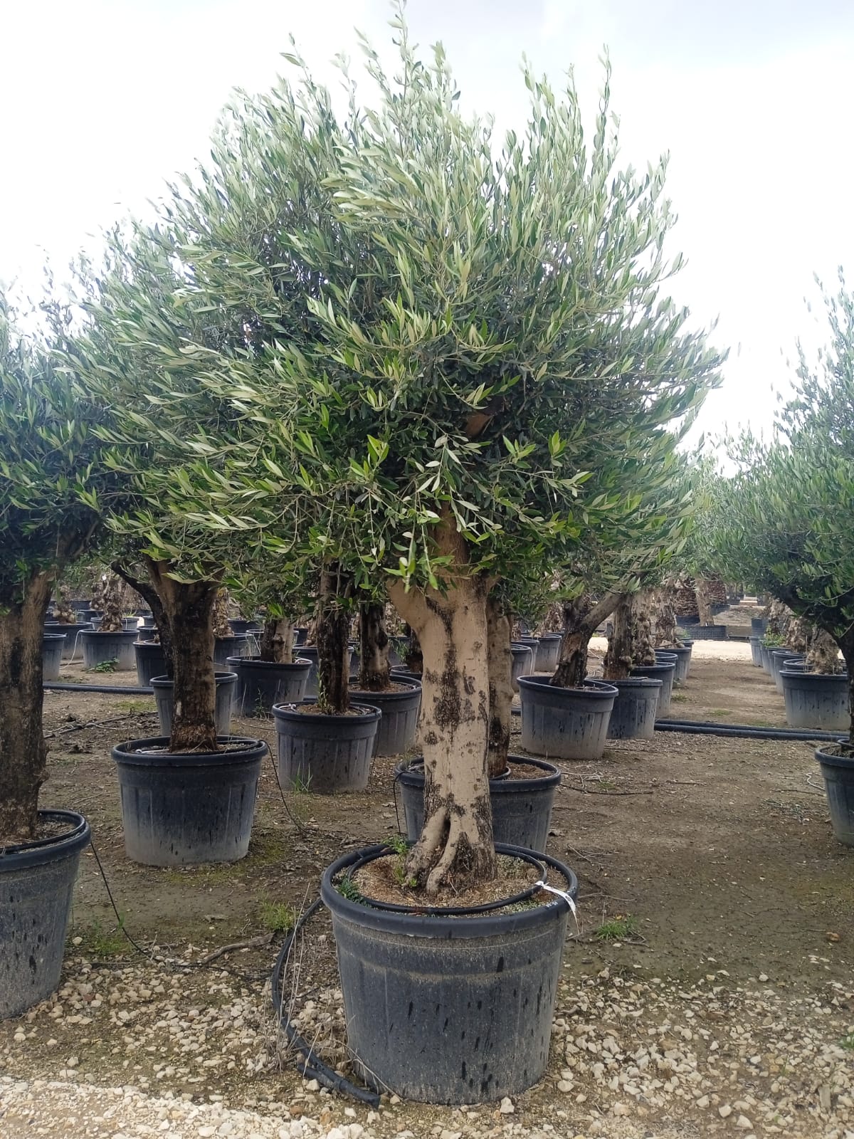 young-olive-tree-nursery-in-spain-wholesale-p-o-m